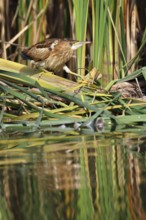 Little Bittern (Ixobrychus minutus), young bird, Middle Elbe Biosphere Reserve, Dessau-Roßlau,