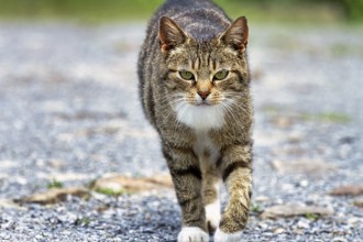 Brown tabby felidae (Felis silvestris catus) walking over stony ground, from front, attentive,