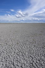 Heavily dried out Darscho or Warmsee, Lake Neusiedl-Seewinkel National Park, Burgenland, Austria,