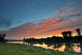 Morning glow on the Old Rhine with valerian (Valeriana officinalis) and deciduous trees, Xanten,