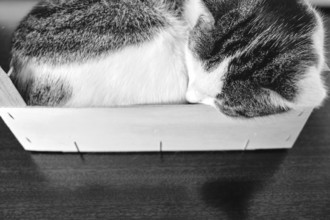 A domestic cat sleeps curled up in a wooden crate, black and white