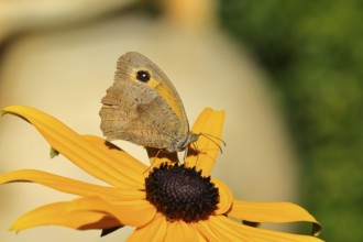 Meadow brown (Maniola jurtina), collecting nectar from a flower of yellow coneflower (Echinacea