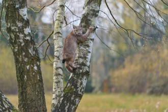 Eurasian lynx (Lynx lynx), climbing on birch tree