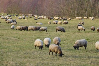 Landscape with flock of sheep, Reinheim, Darmstadt-Dieburg, Hesse, Germany, Europe