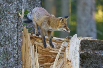 Red Fox (vulpes vulpes), on tree in forest