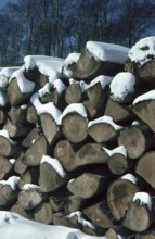 Firewood, storage in the forest in winter, piles