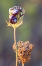 Small snails on a summer meadow, Saxony, Germany, Europe