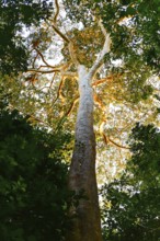 Sunbeams on huge tree in evening jungle, Amazon Basin, Puerto Maldonado, Peru, South America