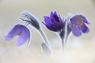 Purple flower ensemble of the common pasque flower against a light background, High Key, Bavaria,