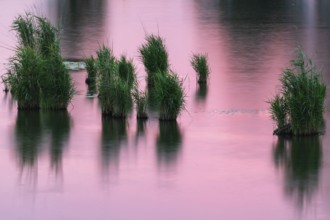 Common reed (Phragmites australis), true grasses (Poaceae), Lake Constance, thunderstorm