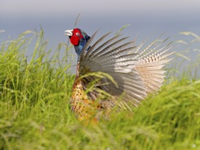 Pheasant (Phasianus colchicus) or hunting pheasant, male flapping his wings, Texel Island,