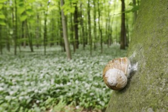 Burgundy snail (Helix pomatia) with sealed snail shell on a tree trunk, North Rhine-Westphalia,