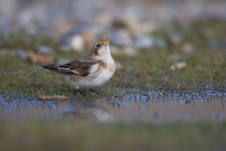 Snow bunting (Plectrophenax nivalis) adult bird drinking from a shallow puddle on a saltmarsh,