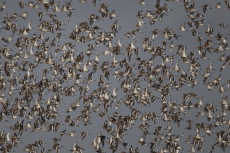 Black tailed godwit (Limosa limosa) adult birds flying in a flock, Norfolk, England, United