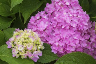 Lime and pink Bigleaf Hydrangea (Hydrangea macrophylla) flowerheads in summer, Quebec, Canada,