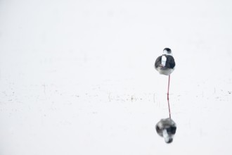 Black-winged Black-winged Stilt (Himantopus himantopus), adult, shallow water, sleeping, standing