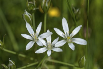 Flowering stars-of-bethlehem (Ornithogalum), Bavaria, Germany, Europe