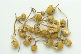 Dried blossoms of the true camomile (Matricaria recutita) medicinal plant, true camomile, can