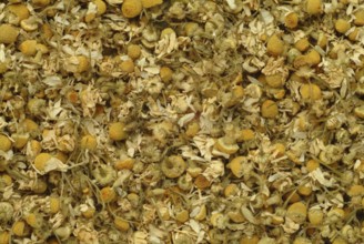 Dried blossoms of the true camomile (Matricaria recutita) medicinal plant, true camomile, can