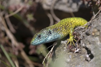 European green lizard (Lacerta viridis) eastern male, sunning in front of cave