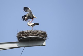 White storks (Ciconia ciconia) Mating in the nest on a breeding mast in Unterallgäu, Allgäu,