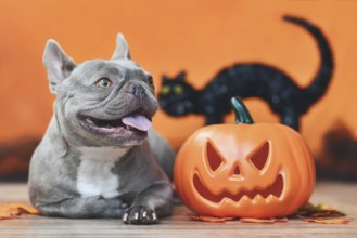 Happy French Bulldog dog with carved Halloween pumpkin, autumn leaves and black cat in orange