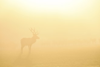 Red deer (Cervus elaphus) in the rut, male animal, captive, morning mood, Rhodes, Département