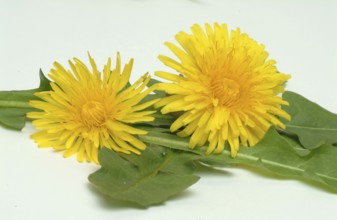 Common dandelion (Taraxacum) Ruderalia, Taraxacum officinale, medicinal plant, the most important