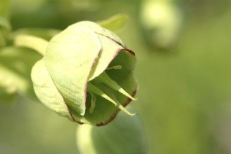 Stinking hellebore (Helleborus foetidus), formerly often used as a medicinal plant