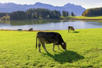 Cows in a meadow, at the Forggensee, pasture, Allgäu Alps, Allgäu, Bavaria, Germany, Europe