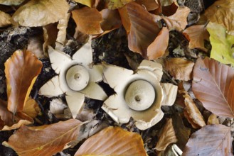 Collared earthstar (Geastrum triplex), North Rhine-Westphalia, Germany, Europe