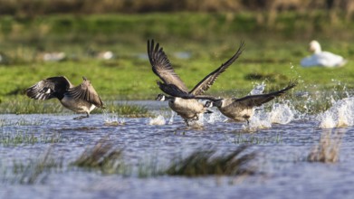 Canada Goose (Branta canadensis) birds in flight over Marshes