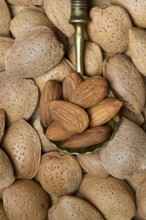 Almond kernels in spoon and almonds. (Prunus dulcis)