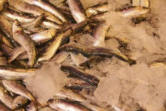 Small fish shining silvery on ice, close, detail, markets, open air, Palermo, capital, Sicily,