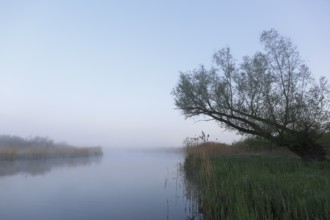 Morning fog on the river Peene, Peene Valley River Landscape nature park Park, Mecklenburg-Western