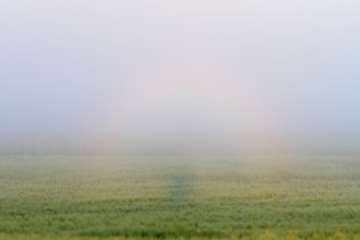 Ringhalo, Brocken ghost, light phenomenon, rainbow, Peene Valley River Landscape nature park Park,