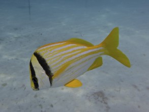 Porkfish (Anisotremus virginicus), dive site Nursery, Tavernier, Florida Keys, Florida, USA, North