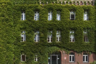 Facade of the district court overgrown with wild virginia creeper (Parthenocissus quinquefolia),