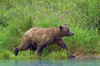 Brown bear (Ursus arctos) striding along the shore, Lake Clarke National Park, Alaska, USA, North