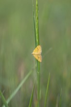 Close-up, yellow shell (Camptogramma bilineata), Neustadt am Rübenberge, Lower Saxony, Germany,