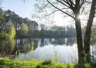 Lake in the forest, trees, sun star, Lower Saxony, Germany, Europe