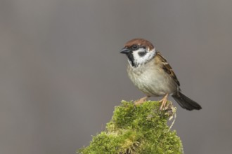 Tree sparrow on mossy trunk, Upper Austria, Austria, Europe