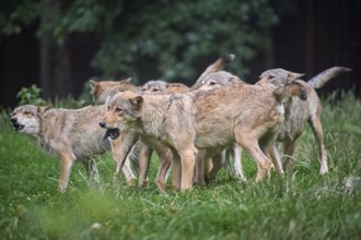 Timber Wolf (Canis lupus), howling group of wolves, captive, Germany, Europe