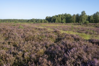 Heathland, flowering common heather (Calluna vulgaris), Lower Saxony, Germany, Europe