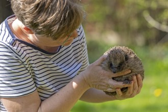 Woman holding a hedgehog (Erinaceidae) in her hands and looking at it, Krummsee, Malente,