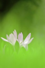 Autumn crocus (Colchium speciosum), September, Saxony, Germany, Europe