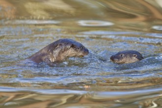 European Otter (Lutra lutra), two animals play and fight in pond, captive