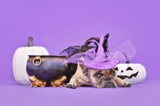 French Bulldog dog with Halloween costume witch hat next to cauldron and pumpkins on purple