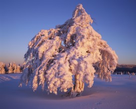 Winter wind beech, Schauinsland, Black Forest, Germany, Europe