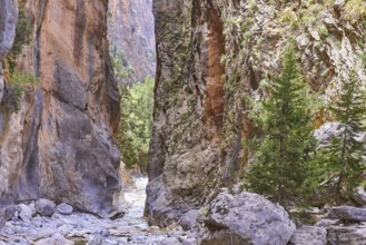 Narrows, Iron Gate, Gorge walls, Trees, Rocks, Samaria Gorge, Omalos, Lefka Ori, White Mountains,